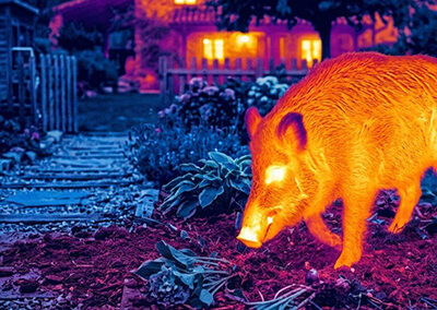 Programa de control y seguimiento de fauna nocturna en zonas ajardinadas